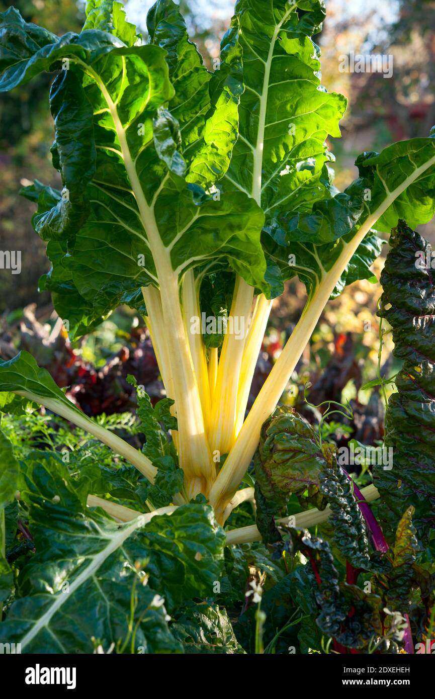 Mangold wächst im Gemüsegarten Stockfoto