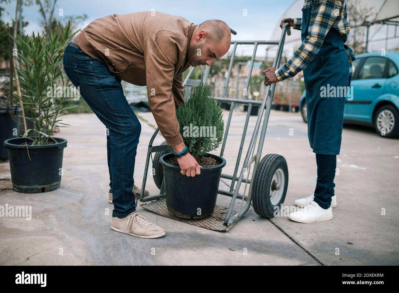 Reifer Besitzer, der eingetopfte Kiefer aufholt, während der Arbeiter hält Wagen bei der Pflanzenkinderei Stockfoto