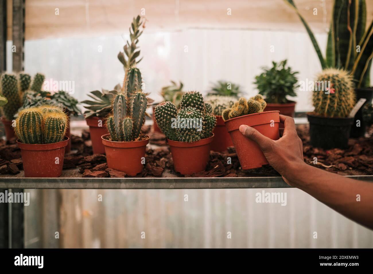 Hand des jungen Botanikers, der die Topfkaktuspflanze aufnimmt Gartencenter Stockfoto