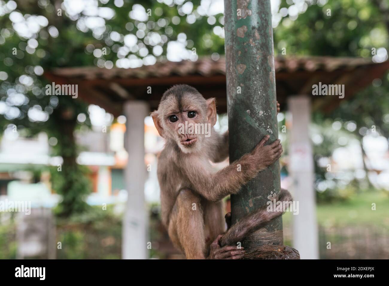 Kapuzineraffen mit Metallstange, Misahualli, Ecuador Stockfoto