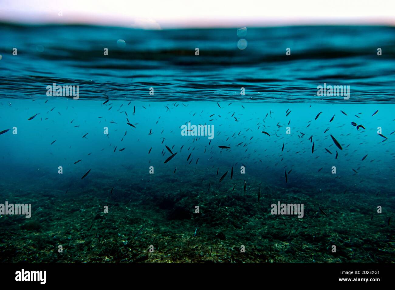 Unterwasseransicht der Fische, die im Arabischen Meer schwimmen Stockfoto