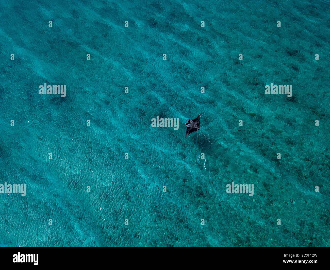 Manta Ray Fische schwimmen im türkisfarbenen Meer auf den Malediven Stockfoto