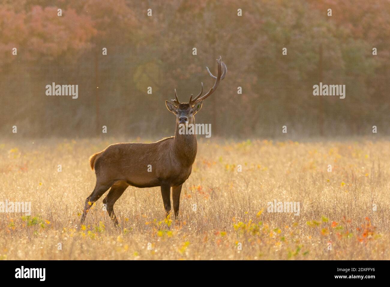 Porträt von Damwild-Buck mit gebrochenem Geweih, Blick auf die Kamera. Stockfoto