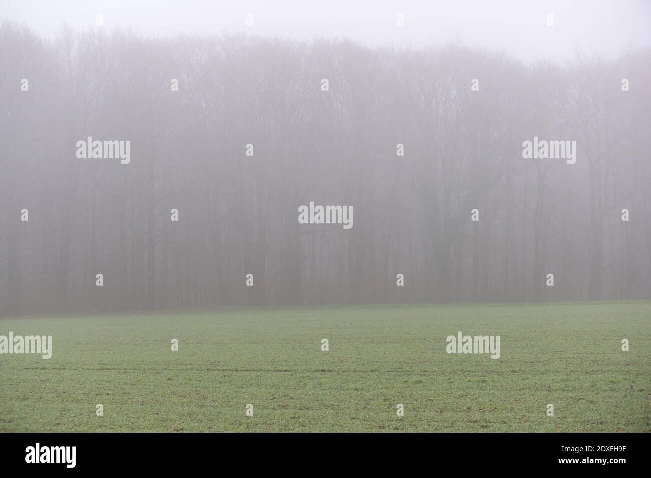 Sottorf, Deutschland. Dezember 2020. Die Bäume eines Waldes sind teilweise durch Nebel verdeckt. Quelle: Jonas Walzberg/dpa/Alamy Live News Stockfoto