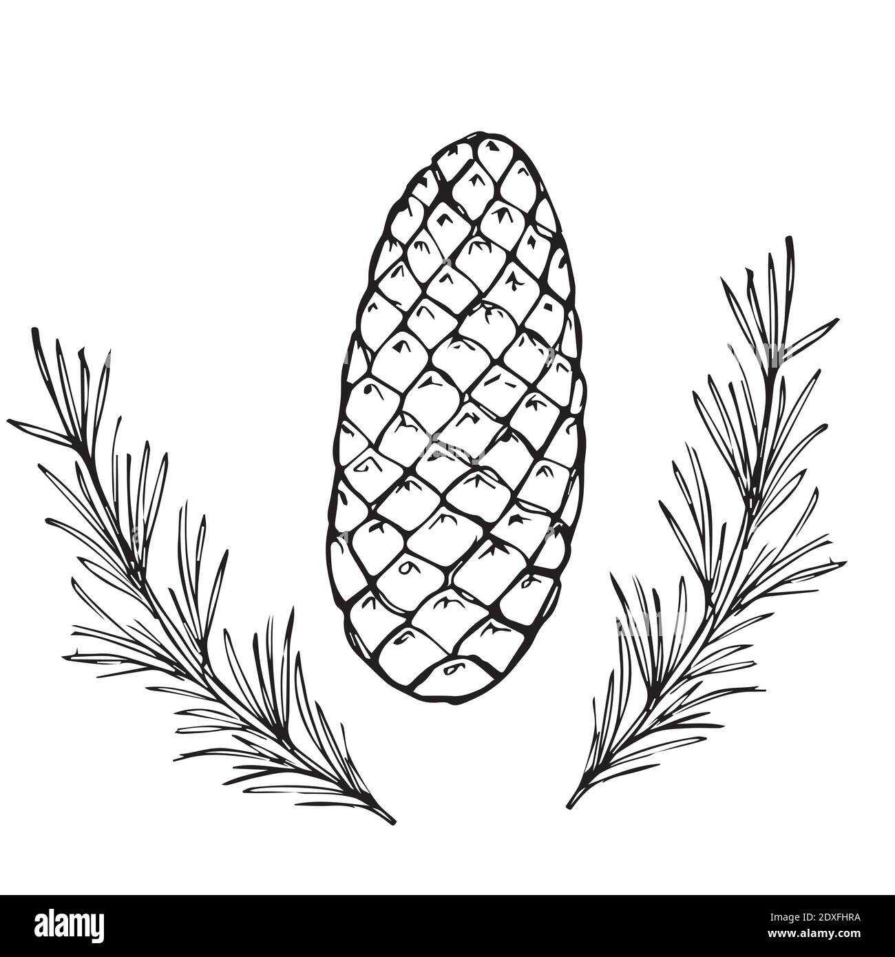 Vektor-Set zum Zeichnen von Weihnachtsbaum Äste und Kegel. Herbstelement. Handgezeichnete, detaillierte botanische Illustration. Einrichtung im Herbst mit saisonaler Einrichtung Stock Vektor
