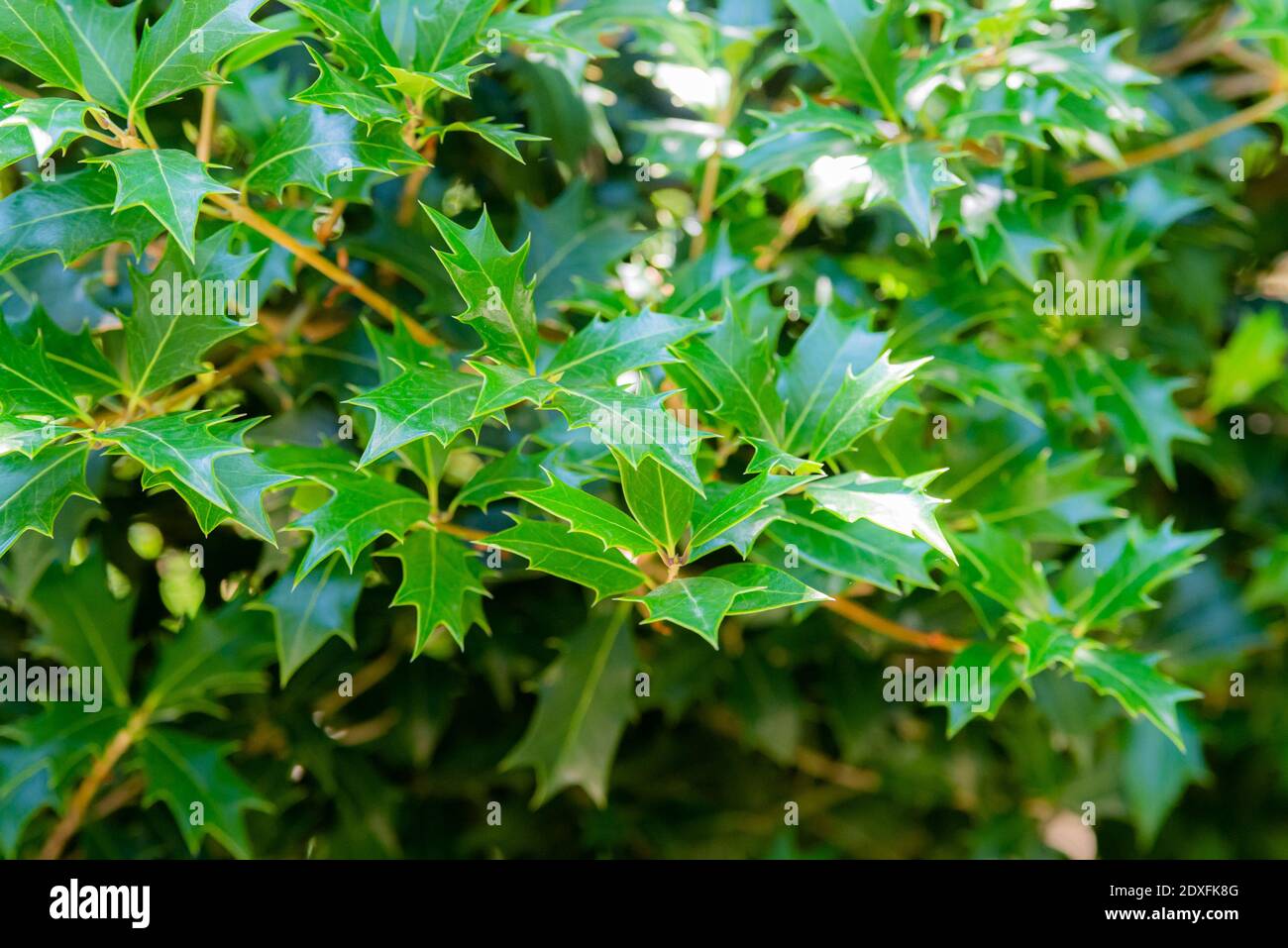 Osmanthus heterophyllus busch. Natürliches grünes Blattmuster. Abstrakt modern trendy Textur Hintergrund. Stockfoto