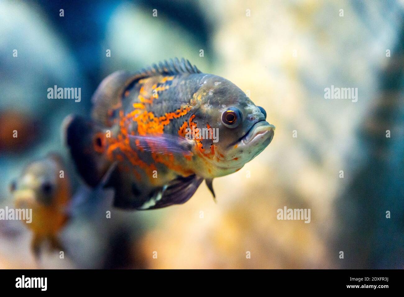 Astronotus ocellatus oder Tiger - großer Süßwasserfisch, südamerikanischer Buntbarsch. Stockfoto