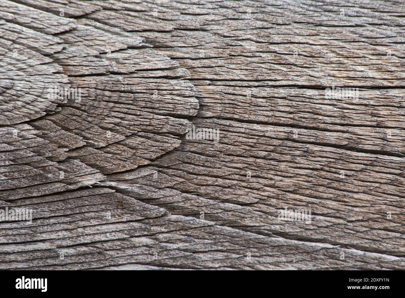 Eine geknackte Holzstruktur. Textur von sehr alten geknackten Holz. Für rustikalen und ländlichen Hintergrund. Hintergrund für Weihnachten, Hochzeit, Geburtstag und andere Veranstaltung Stockfoto