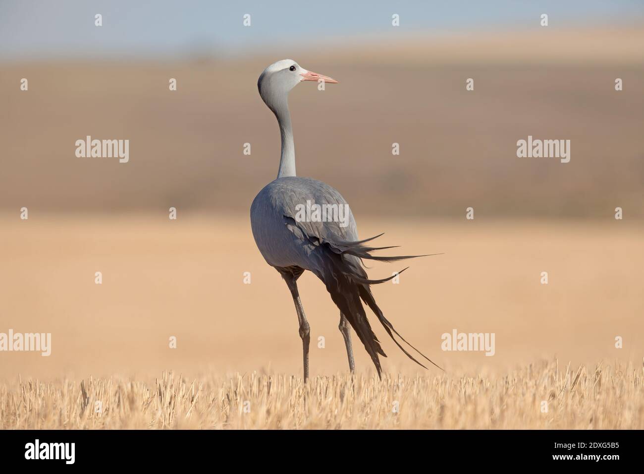 Blauer Kran, Overberg, Südafrika, Dezember 2018 Stockfoto