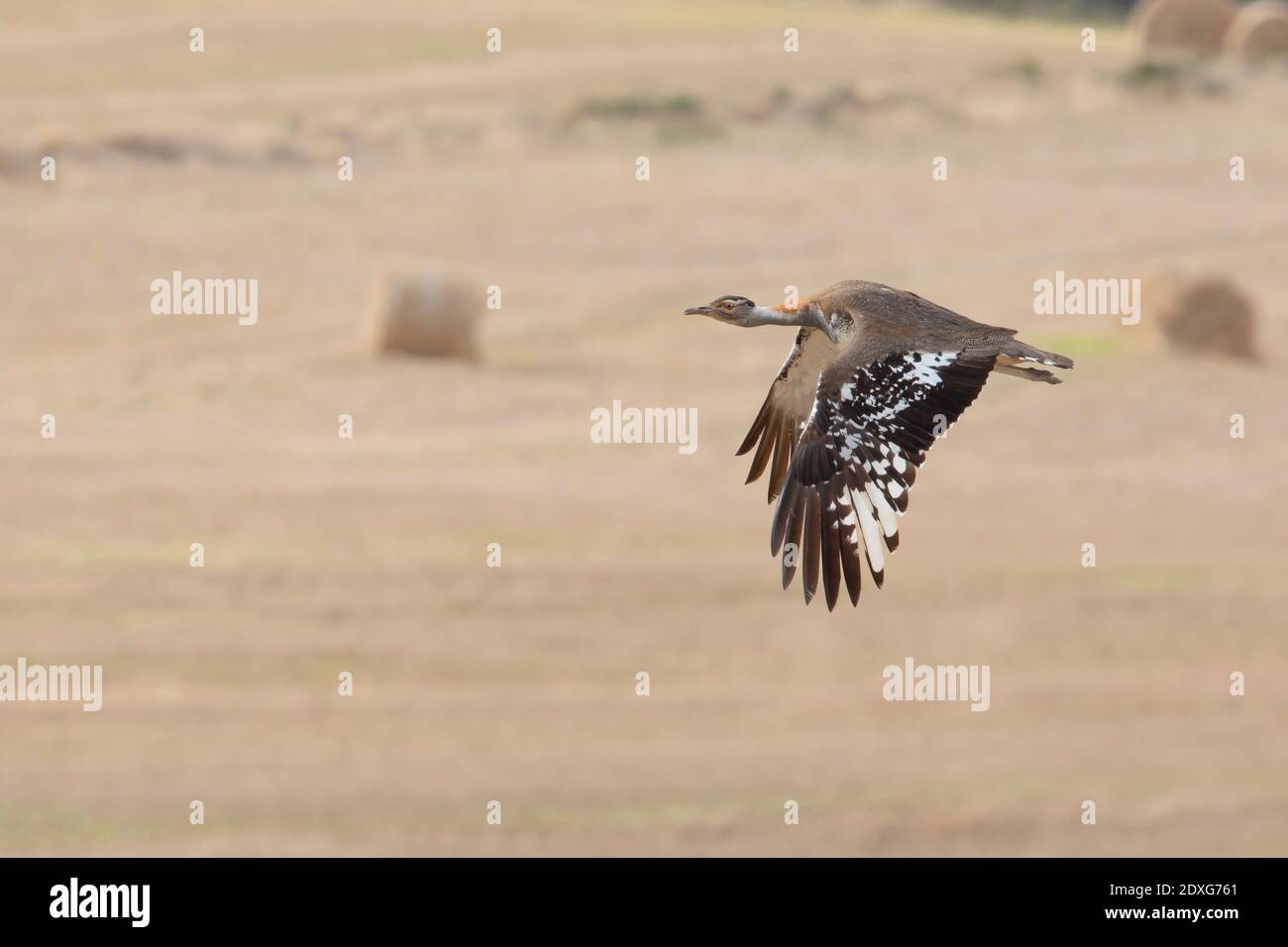 Ludwigs Trappe, Overberg, Südafrika, Dezember 2018 Stockfoto