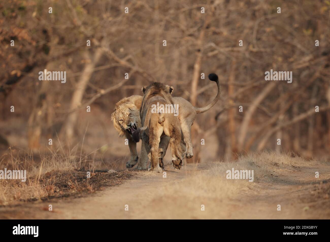 Asiatische männliche Löwen Konflikt in Gir Wald Indien, Wald Indien. Stockfoto