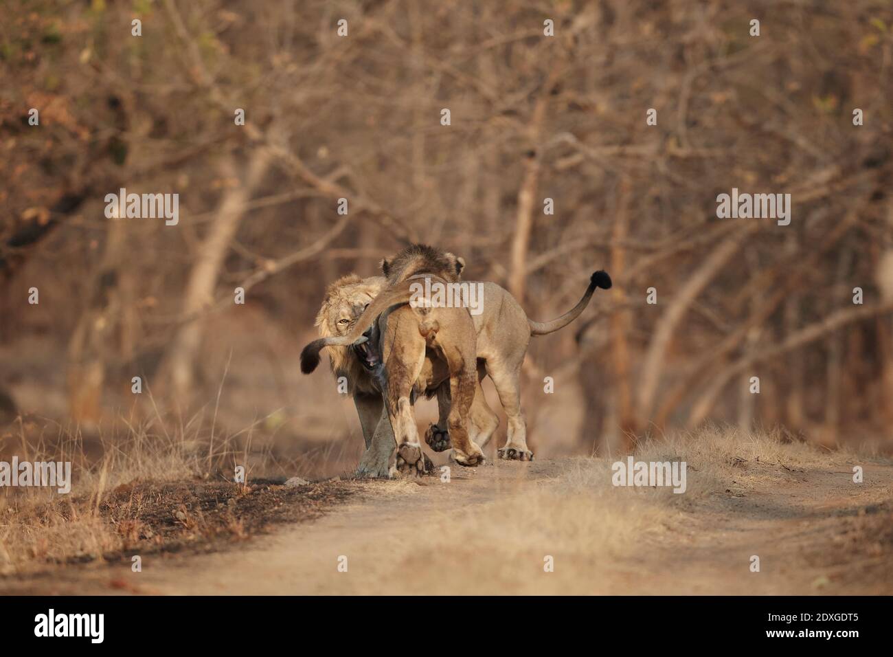 Asiatischer männlicher Löwenkonflikt am Gir Wald Indien. Stockfoto