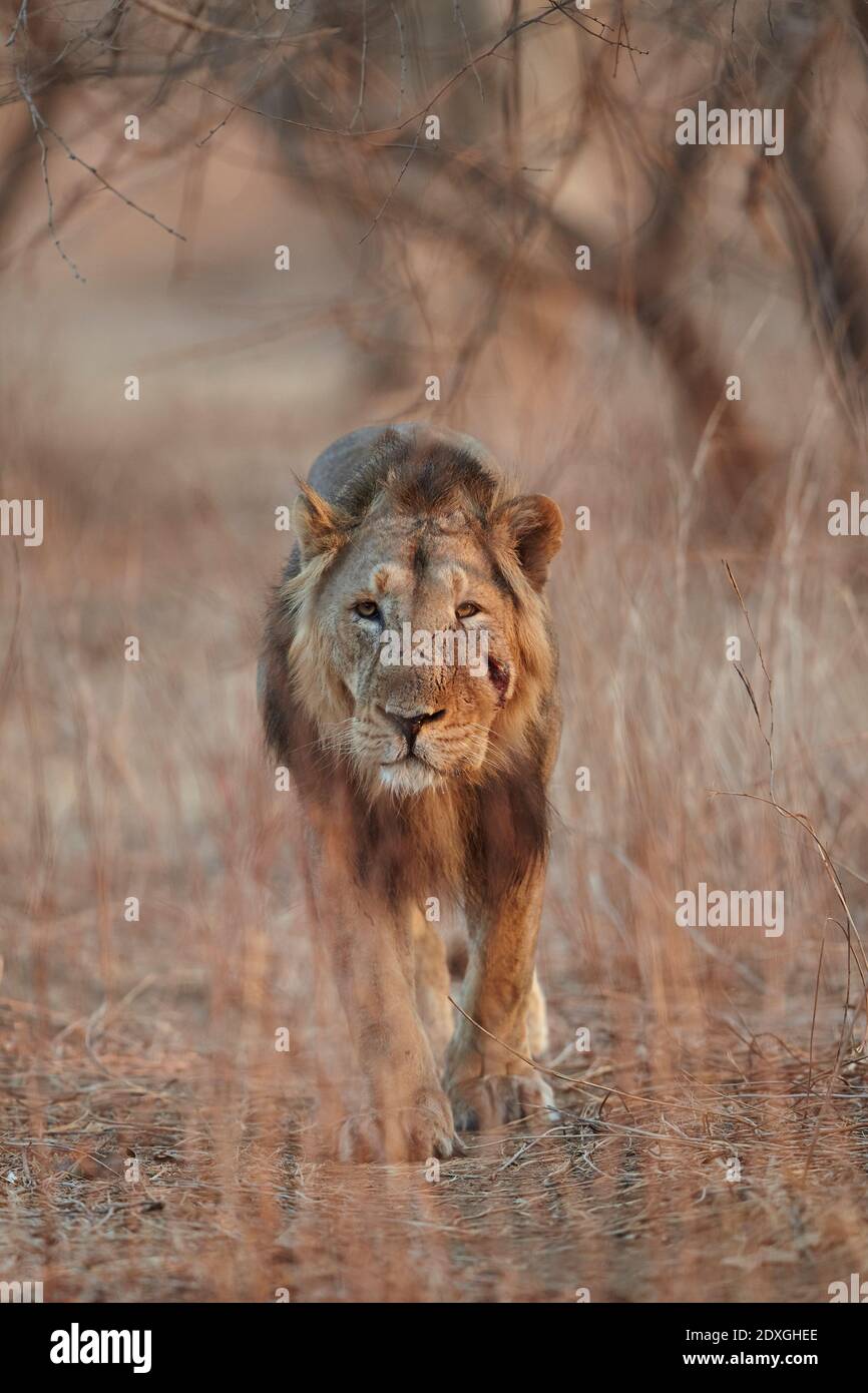 Asiatische männliche Löwe prowling im Morgenlicht, Gir Wald Indien. Stockfoto