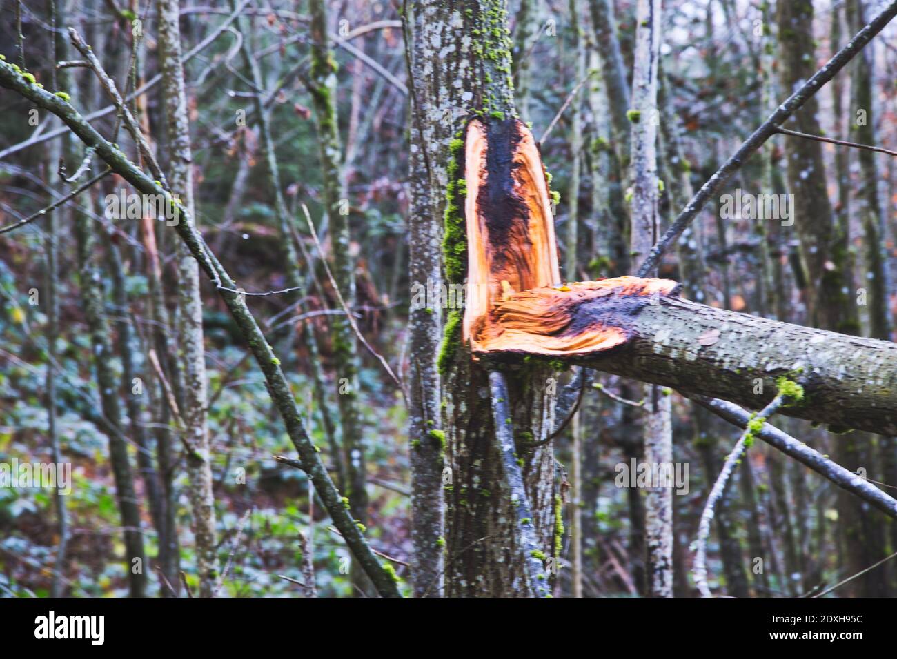 Baum mit gebrochenem Ast Stockfoto