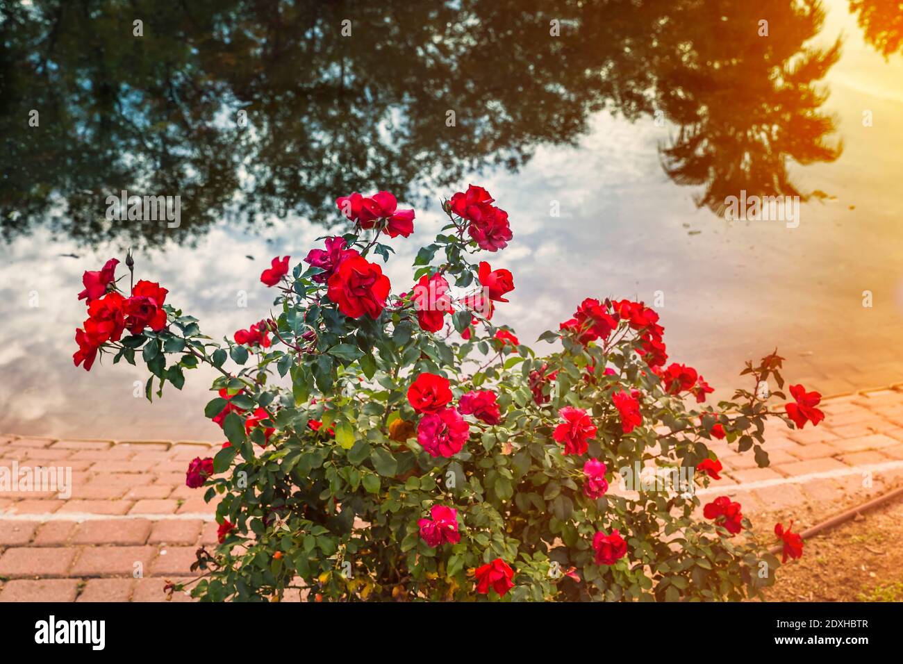 Rote Rosen neben Reflexionen der Bäume in der Wasser Stockfoto