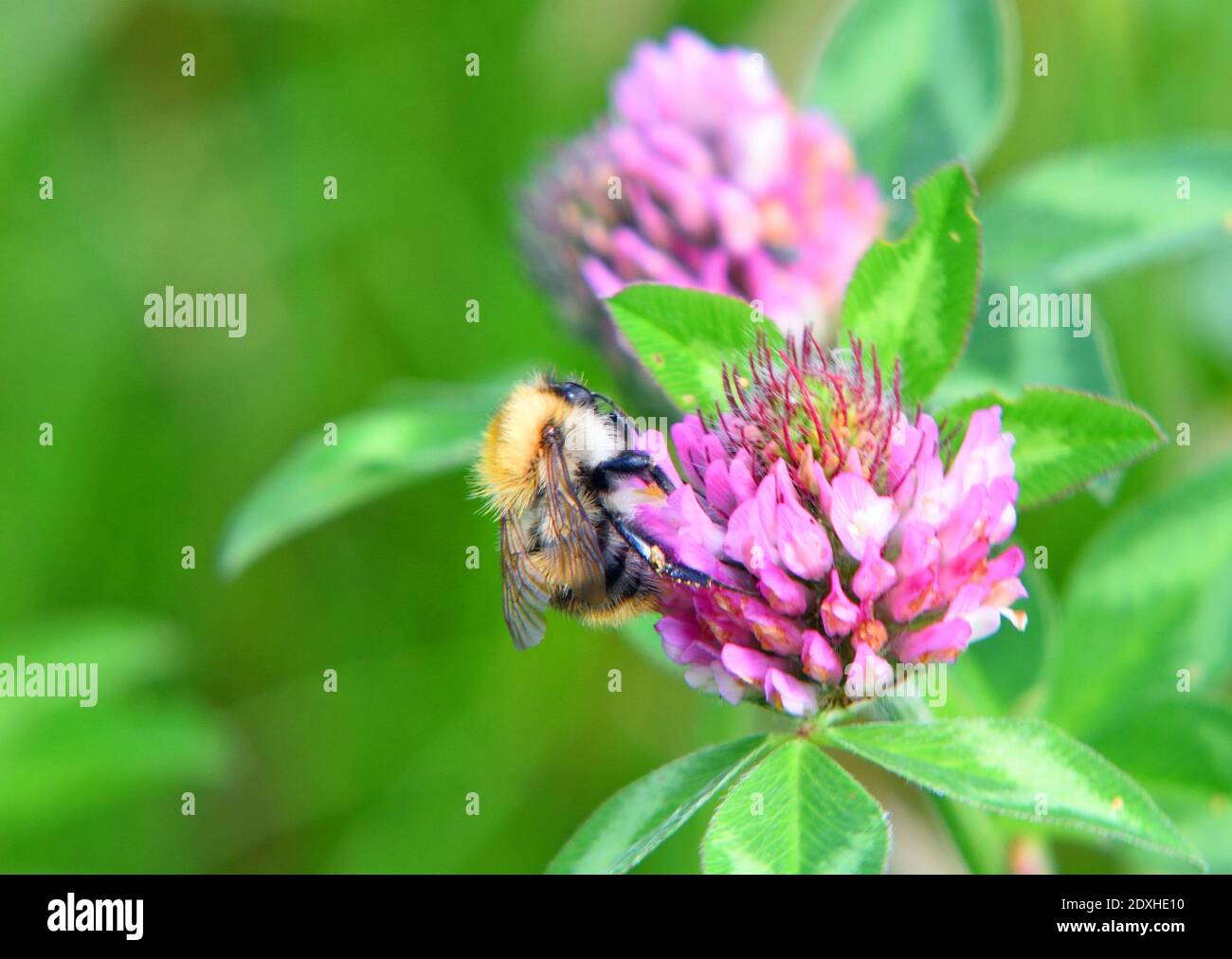 Einzelne isolierte frühe Bumblebee auf Klee Blume aus Fokus Hintergrund. Stockfoto