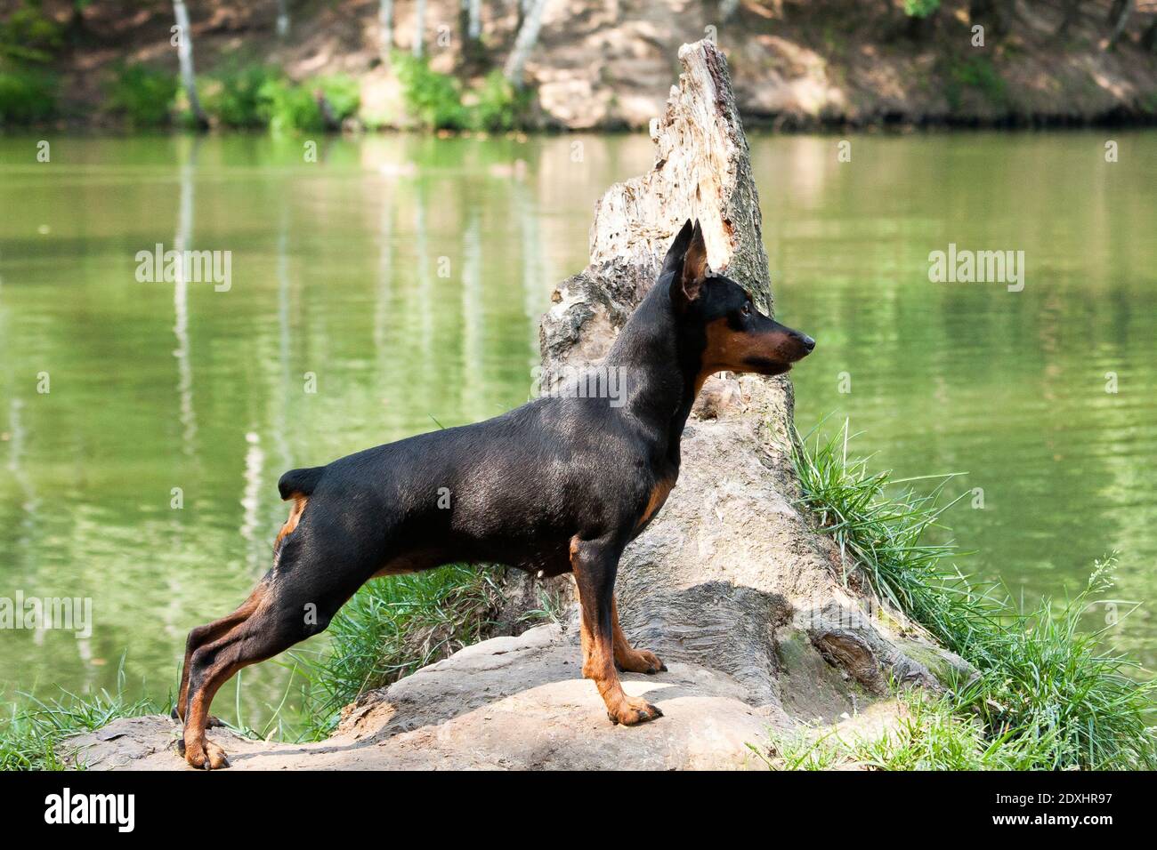 Ein schwarz-rot-brauner Miniatur-Pinscher-Hund steht auf Ein großer Haken durch grünes Wasser Stockfoto