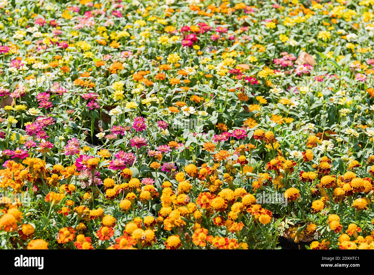 Buntes Zinnia Blumenfeld Blüht Im Garten Stockfoto