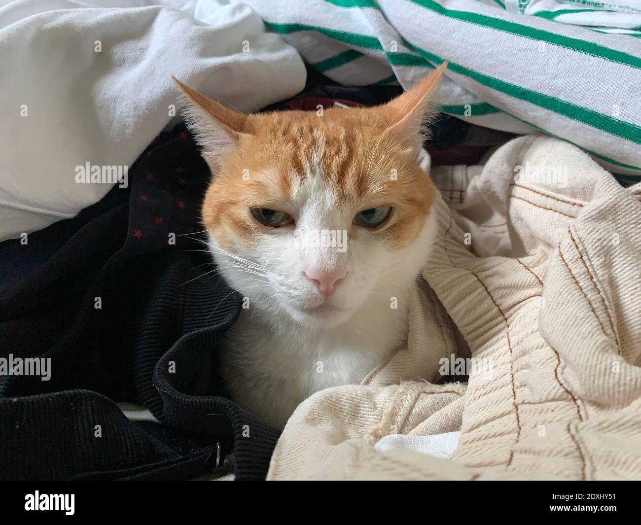 Ingwer Katze mit unterschiedlichem Gesicht Stockfoto