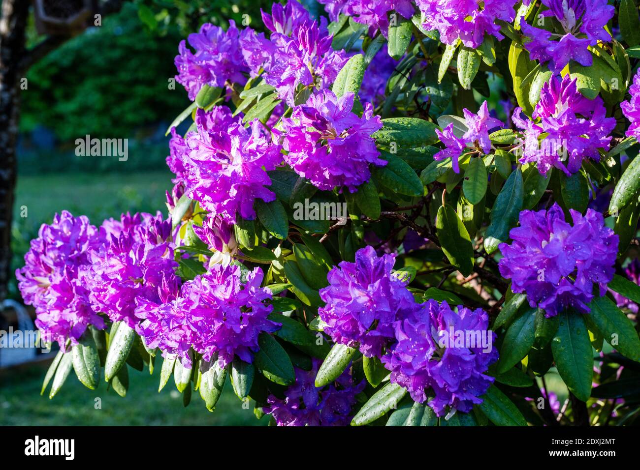'Grandiflorum' Catawba Rhododendron, Catawba-Rododendron (Rhododendron catawbiense) Stockfoto