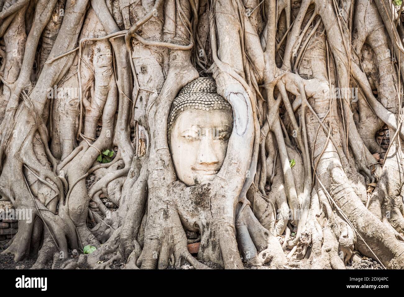 Buddha Head Statue mit gefangen in Bodhi Baum Wurzeln in Ayutthaya Historischer Park in Thailand Stockfoto