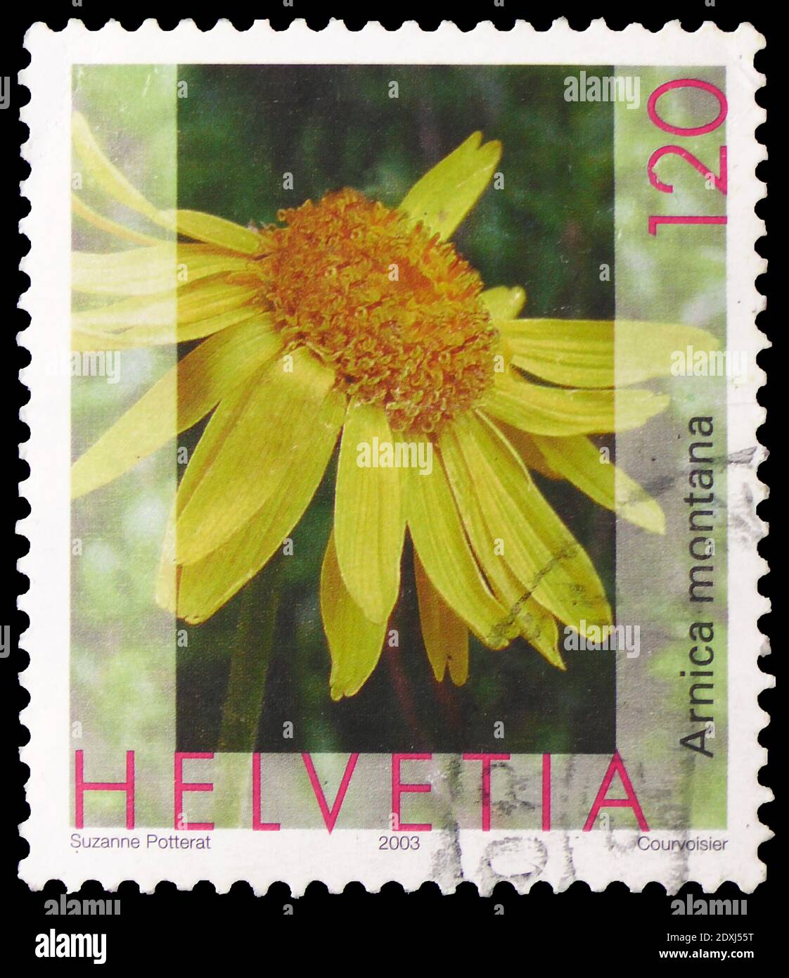 MOSKAU, RUSSLAND - 23. MÄRZ 2019: In der Schweiz gedruckte Briefmarke zeigt  Arnica, Leopard's Bane (Arnica montana), Flora Serie, um 2003  Stockfotografie - Alamy