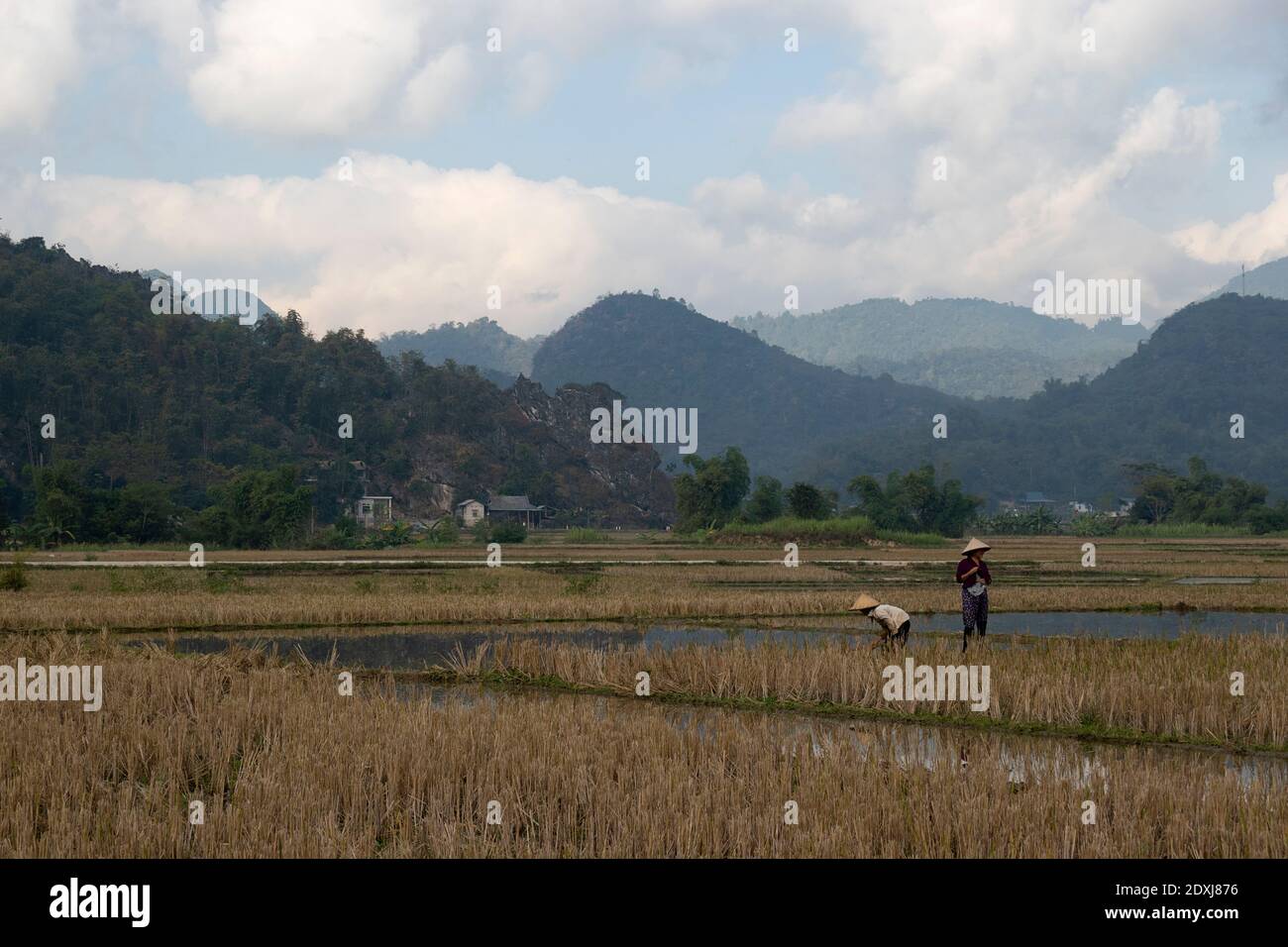 Zwei Frauen, die in Reisfeldern arbeiten Stockfoto