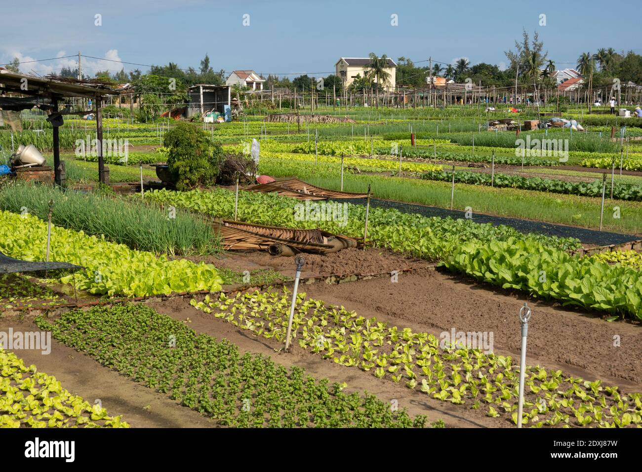 Große Gemüsegärten in Vietnam Stockfoto
