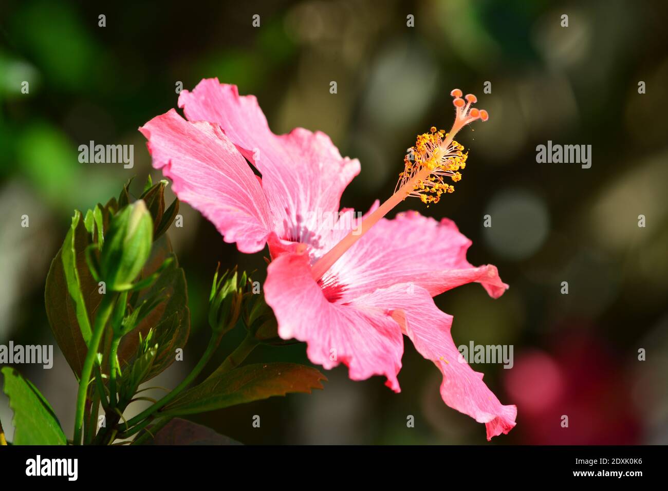 Pink Hibiscus Flower Brazil Stockfotos Und Bilder Kaufen Alamy