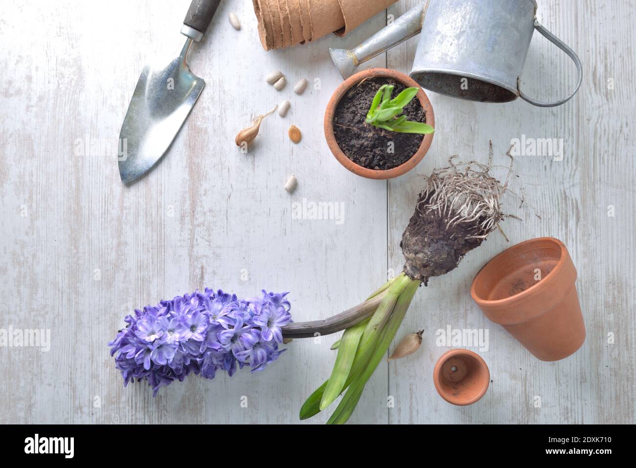 Draufsicht auf Hyazinthe mit Wurzeln und Blumentöpfen mit Gartengeräte auf einem weißen Holztisch Stockfoto