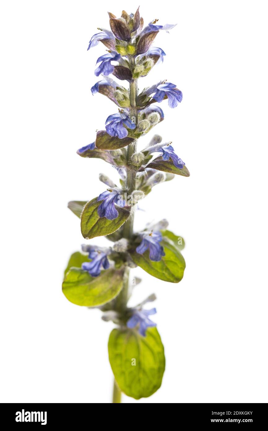Bugle (Ajuga reptans) isoliert auf weißem Hintergrund Stockfoto
