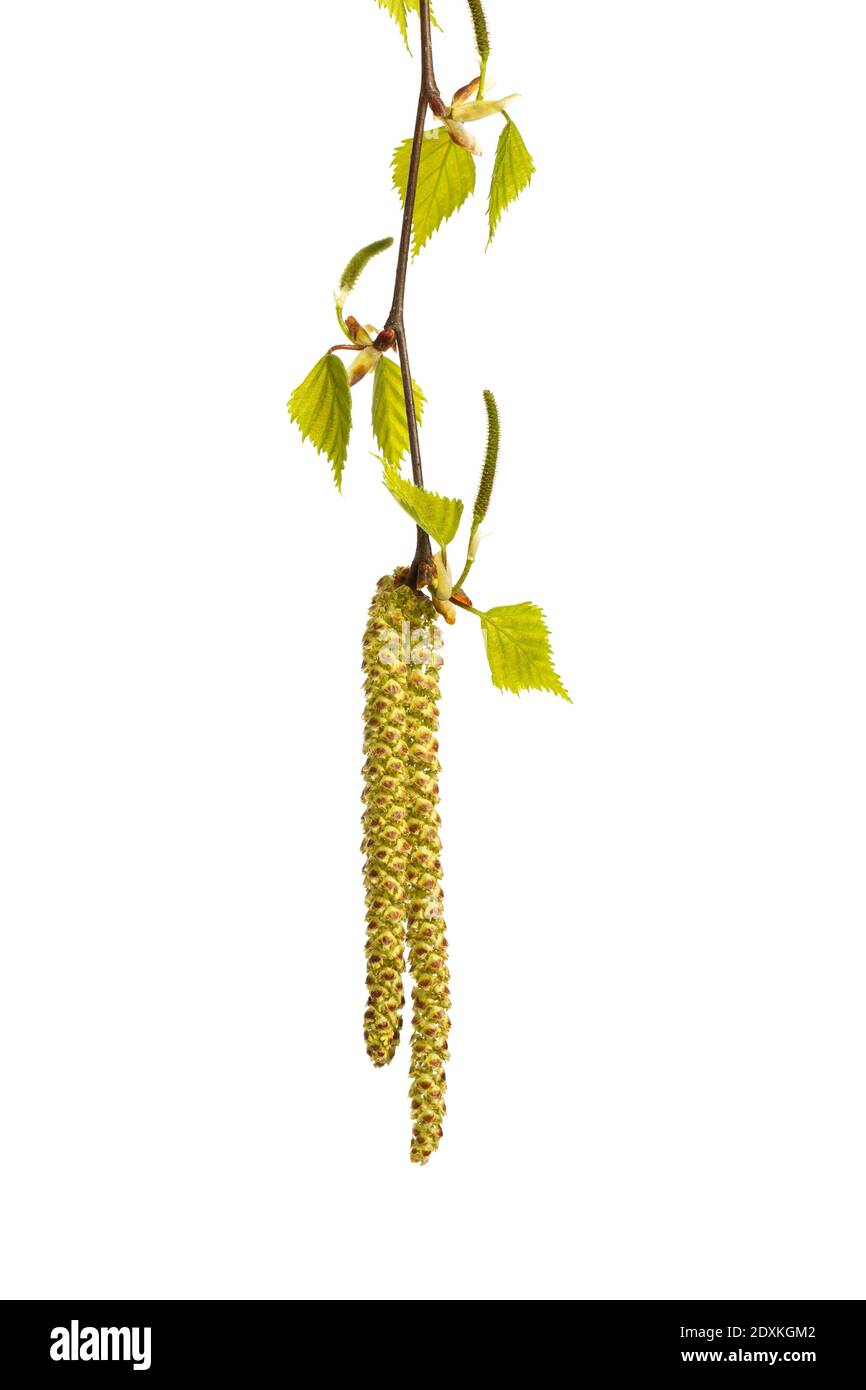 Birke (Betula pendula). Blume und junge Blätter isoliert auf weißem Hintergrund Stockfoto