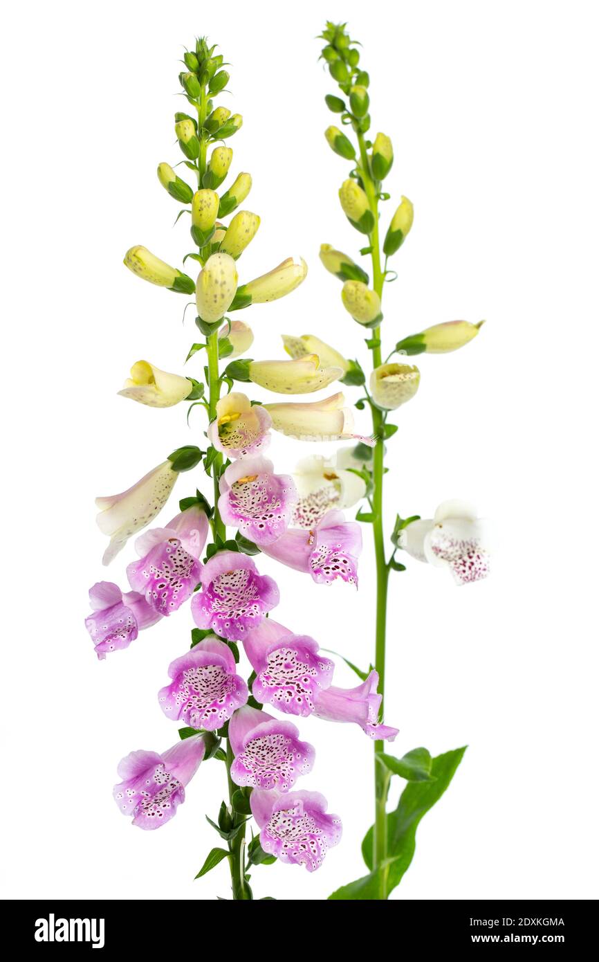 Heilpflanzen: Foxglove (Digitalis purpurea) - 2 Pflanzen vor weißem Hintergrund Stockfoto