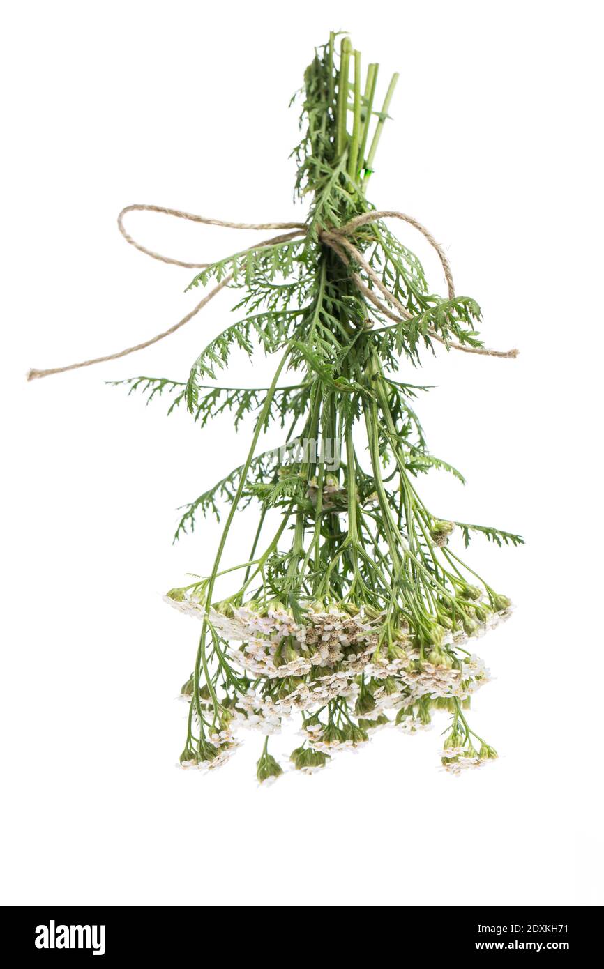 Heilpflanzen: Schafgarbe (Achillea millefolium) - zum Trocknen hängender Bündel Stockfoto