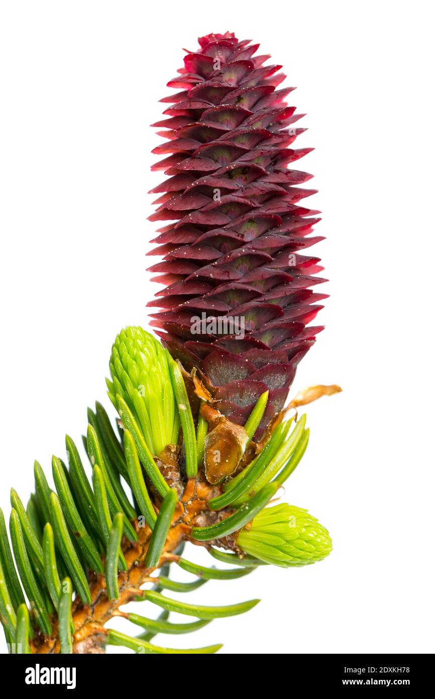 Fichte (Picea abies) blühen und junge Triebe Stockfoto