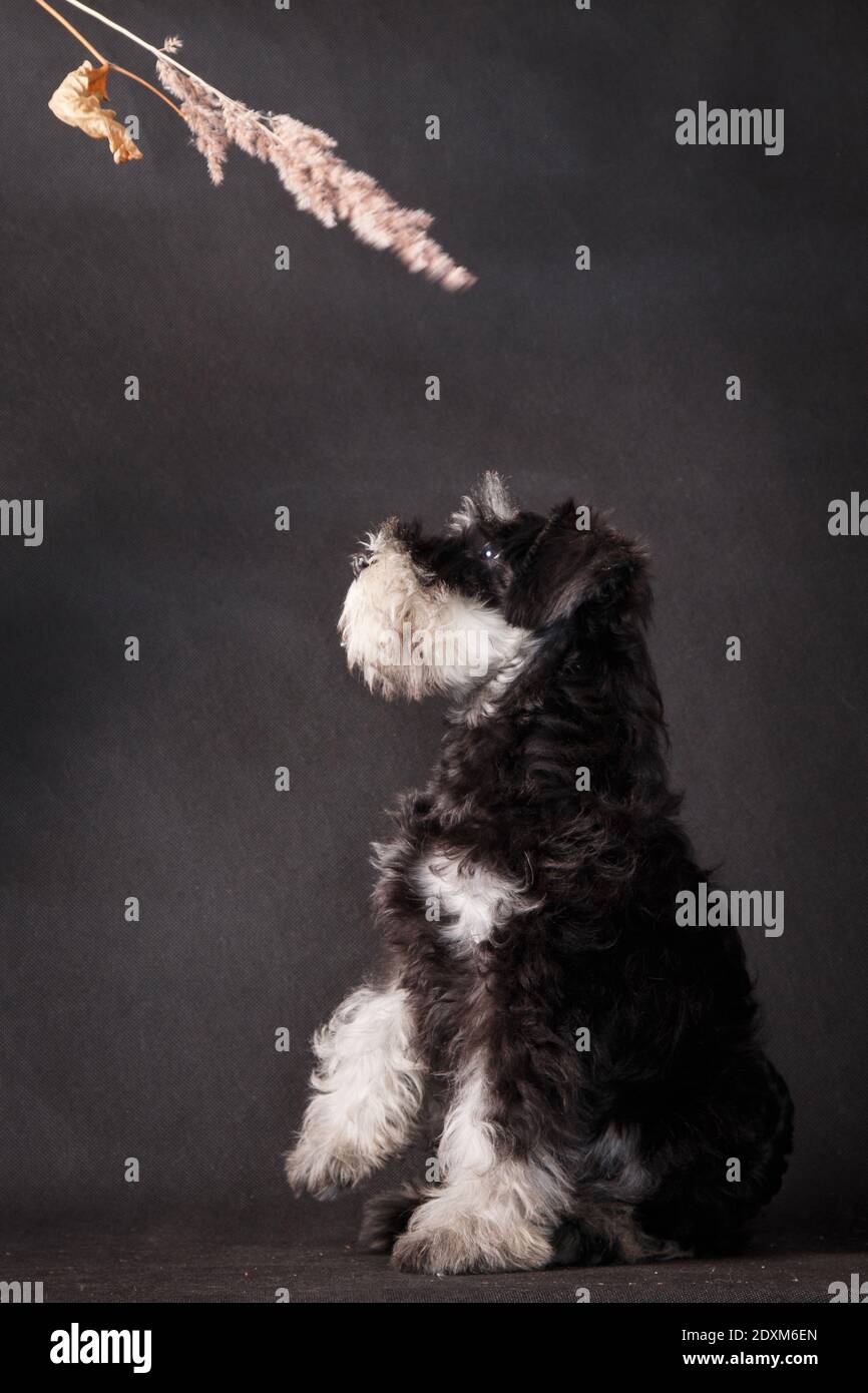 Schwarz-graue Farbe Miniatur Schnauzer Hund Rasse drinnen in einem Fotostudio auf schwarzem Hintergrund fängt einen Grashalm, Stachelett Stockfoto