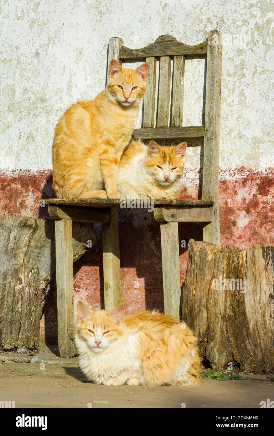 Drei Katzen auf einem Stuhl vor einem Haus Stockfoto