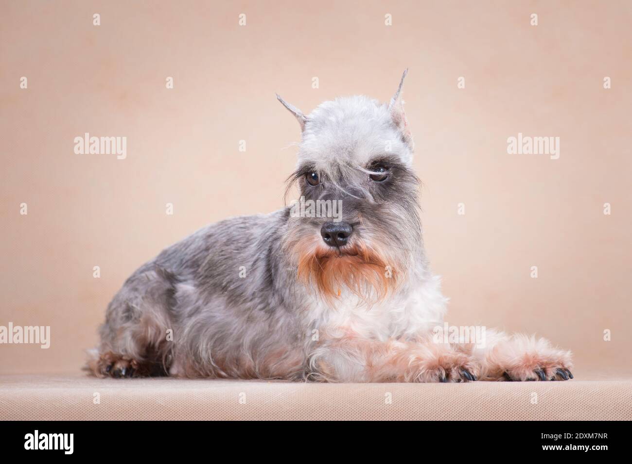 Hunderasse Miniatur-Schnauzer, hellgrau, liegt auf beigem Hintergrund, drinnen, im Studio Stockfoto