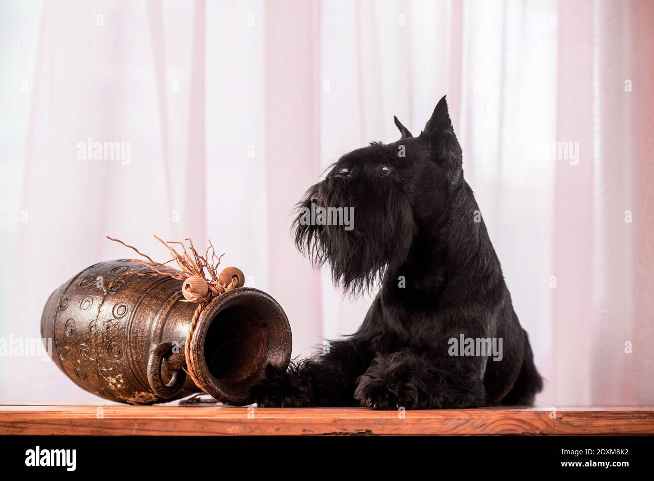 Ein schwarzer Miniatur-Schnauzer-Hund liegt wunderschön auf einem Holz Tisch neben einer braunen Amphore gegen einen rosa Vorhang Stockfoto