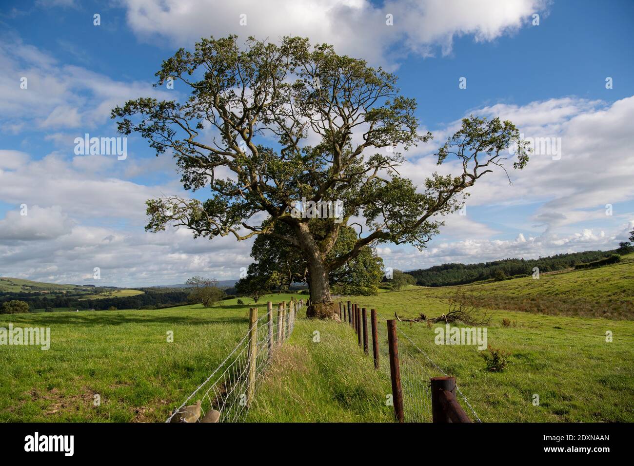 Alte Hecke mit alten Bäumen in, doppelt eingezäunt und bereit, neue Hecke in Pflanzen. Cumbria, Großbritannien. Stockfoto