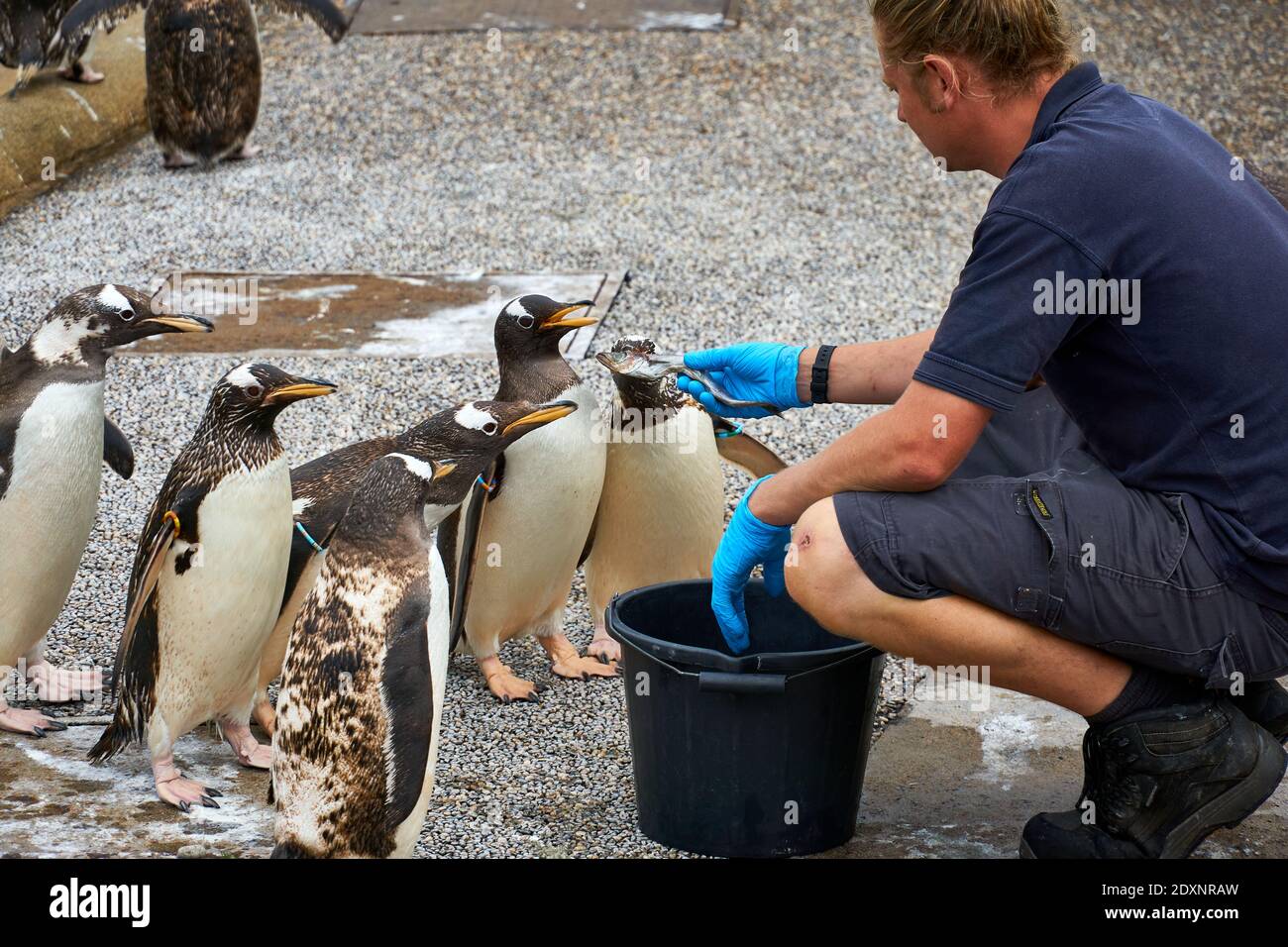 Fütterungszeit für Gentoo-Pinguine in Gefangenschaft im RZSS Edinburgh Zoo, Schottland, Großbritannien Stockfoto