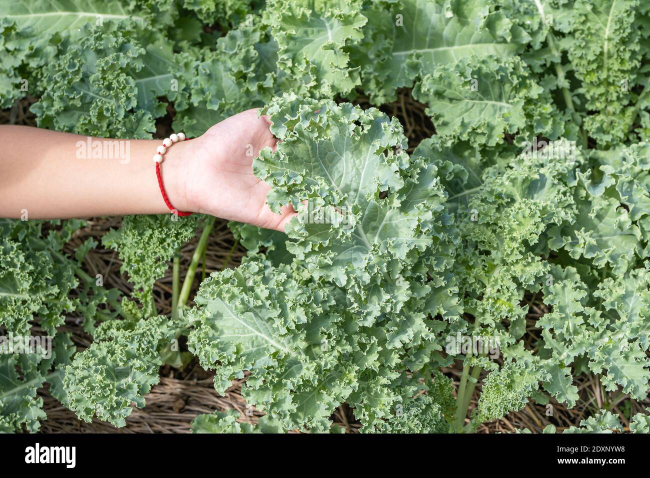 In der Hand gewachsener Blattkohl oder Brassica oleracea Stockfoto