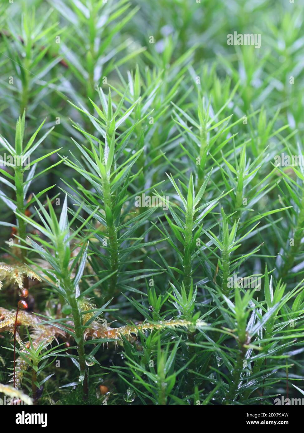 Bank Haircap Moss, Polytrichastrum formosum Stockfoto