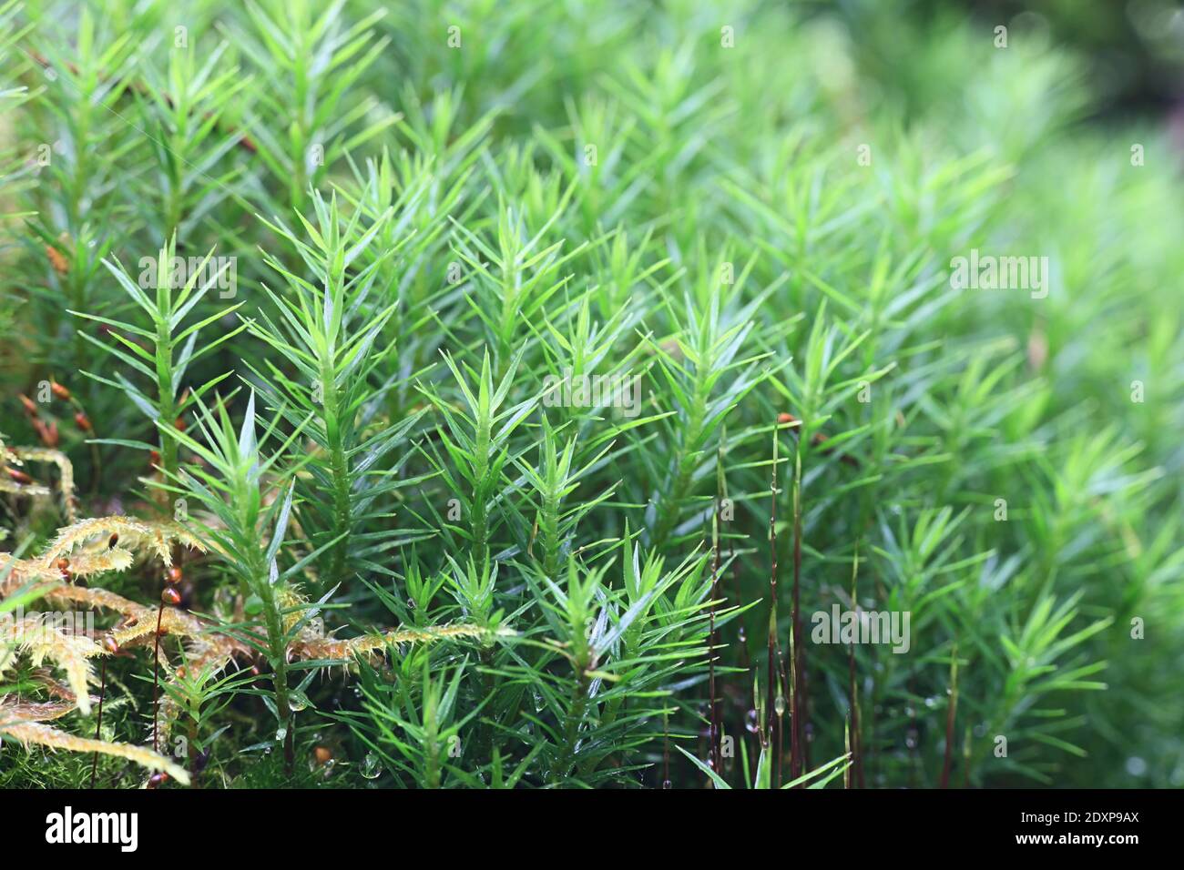 Bank Haircap Moss, Polytrichastrum formosum Stockfoto