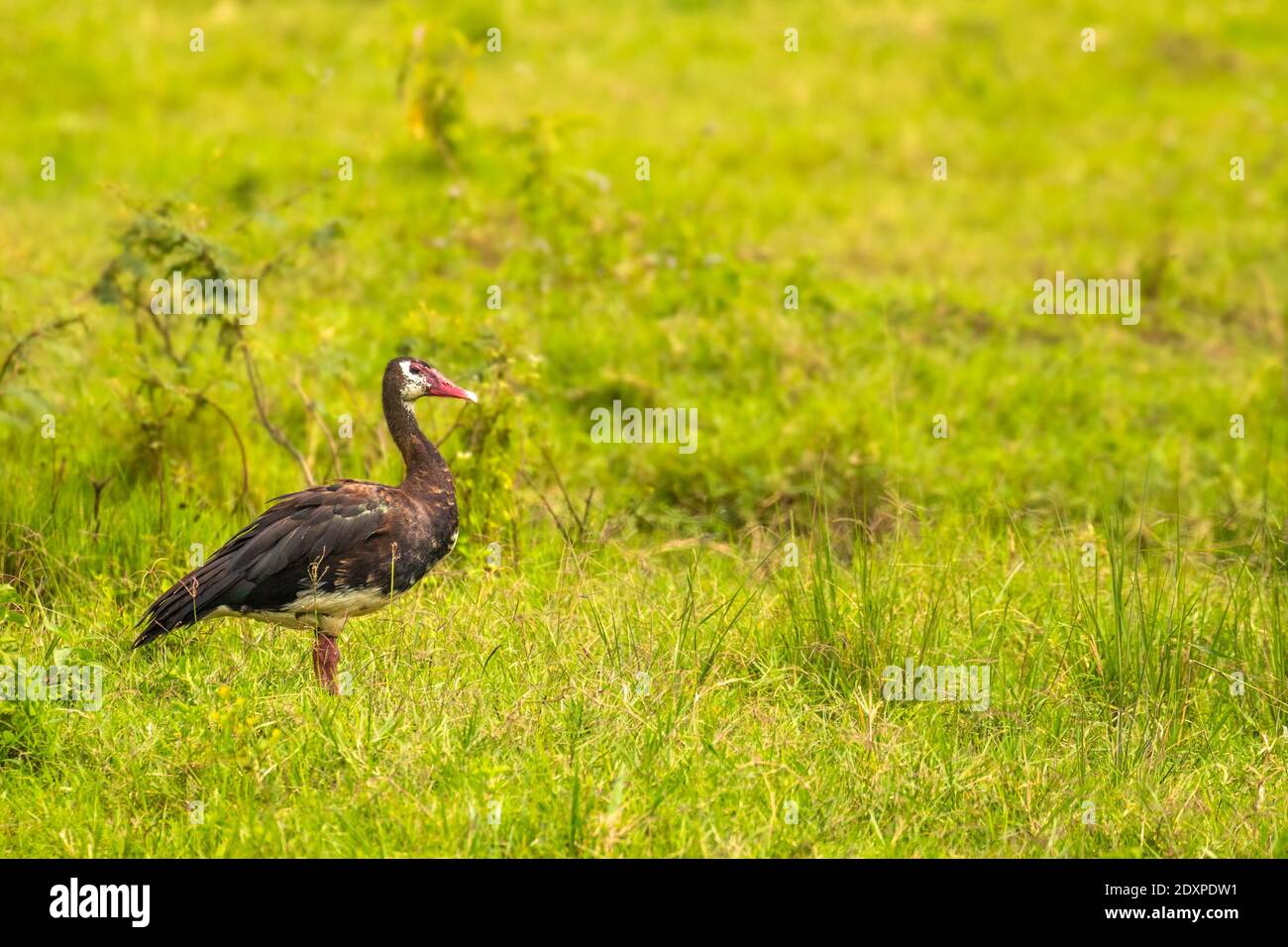 Spornflügelgane (Plectropterus gambensis), Lake Mburo National Park, Uganda. Stockfoto