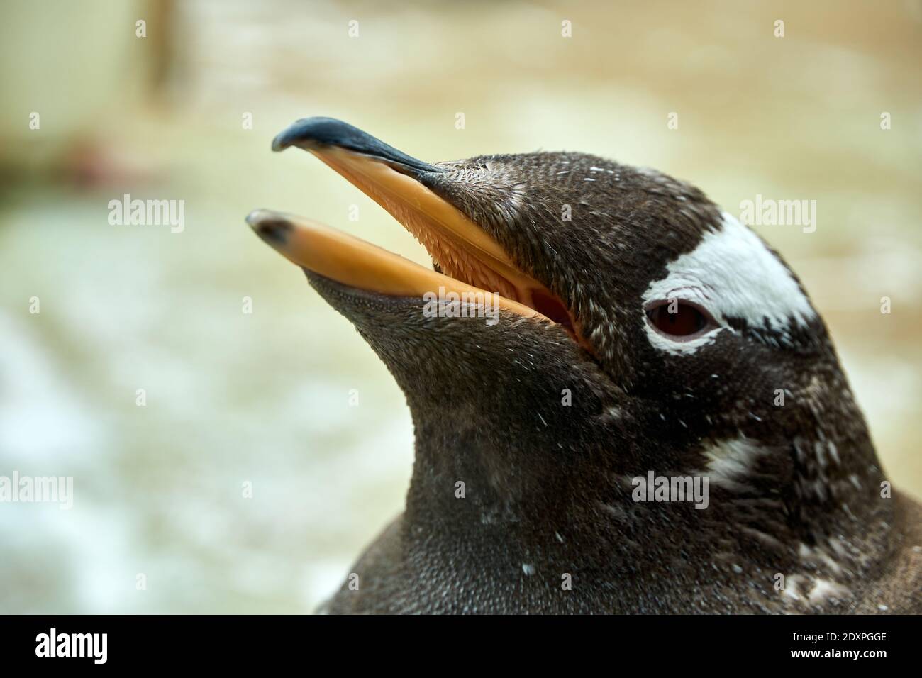 Gentoo-Pinguin aus nächster Nähe in Gefangenschaft im RZSS Edinburgh Zoo, Schottland, Großbritannien Stockfoto