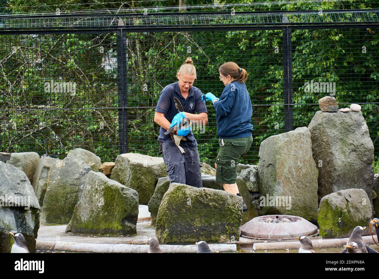 Mitarbeiter des Edinburgh Zoo, der sich um einen Gentoo-Pinguin kümmert, Schottland, Großbritannien Stockfoto