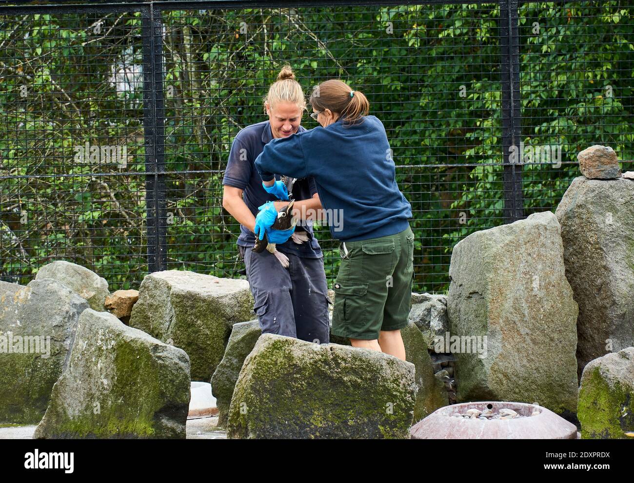 Mitarbeiter des Edinburgh Zoo, der sich um einen Gentoo-Pinguin kümmert, Schottland, Großbritannien Stockfoto