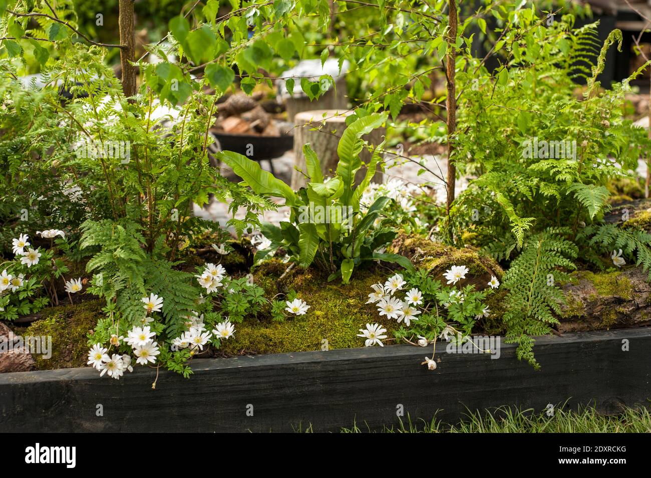 Von Hordaland nach Cardiff: Ein norwegischer Garten in Wales, RHS Show Cardiff 2014. Stockfoto