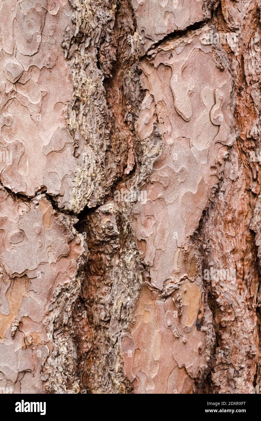 Hölzerne braune Struktur und raue Oberfläche eines Baumstammes, abstrakte Details und Muster, natürlicher Hintergrund, mit Kopierraum Stockfoto